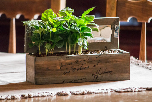 coffea arabica plant